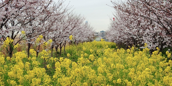 3月10日東京の桜の状況